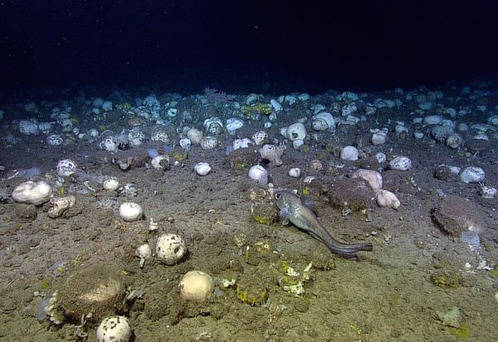 加拿大深海发现11种新物种 紫色章鱼异常可爱