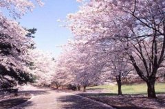 日本旅游,赏樱花图片