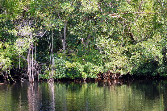 迈阿密大沼泽地国家公园旅游