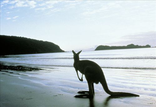 澳大利亚袋鼠岛上的动物们图片