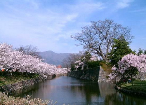 最美的樱花在日本图片