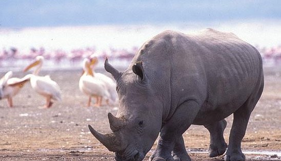 马塞马拉：非洲野生动物聚居地图片