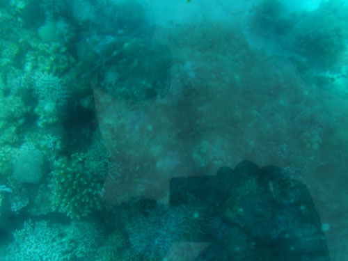 浮潜中看到的海底世界图片