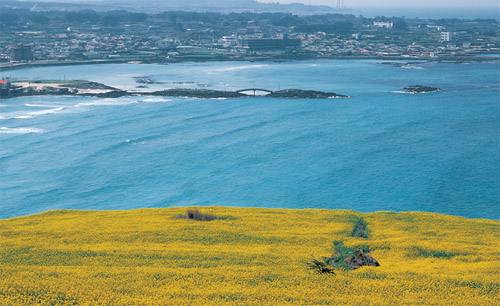 韩国济州岛油菜花庆典图片