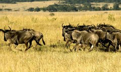 豪华肯尼亚10天观看野生动物之旅