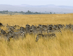 肯尼亚看可爱的动物大迁徙咯