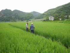 卡尔卡松田间畅游旅游攻略