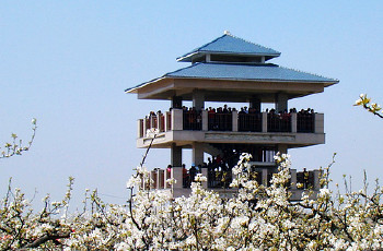 冠州梨园
