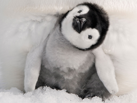 南极旅游 小企鹅