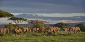 豪华肯尼亚10天观看野生动物之旅